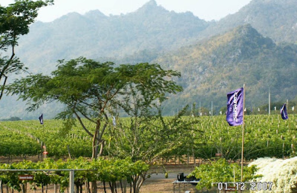 Thailand Smart Vineyard